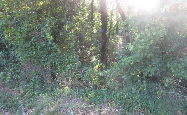 Lot 5 Scottswood Drive, Southampton County, VA 23851