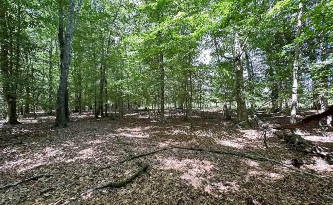 55ac Bobcat Lane, Isle of Wight County, VA 23851