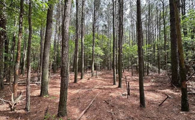 1.75ac Kegotank (Lot 2) Road, Accomack County, VA 23414