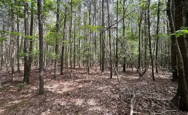 1.75ac Kegotank (Lot 2) Road, Accomack County, VA 23414