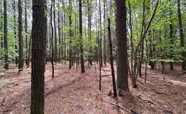 1.75ac Kegotank (Lot 2) Road, Accomack County, VA 23414