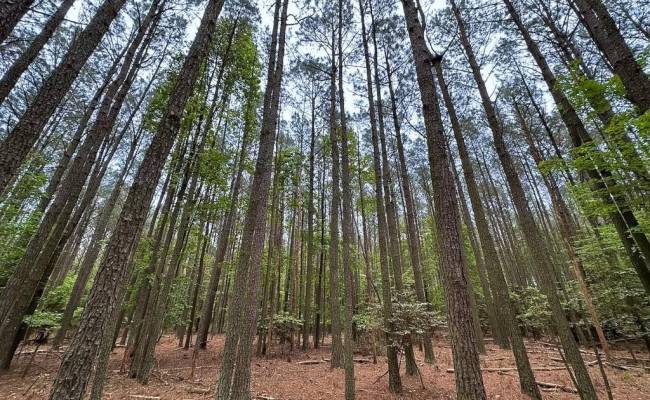 1.73ac Kegotank (lot 7) Road, Accomack County, VA 23414