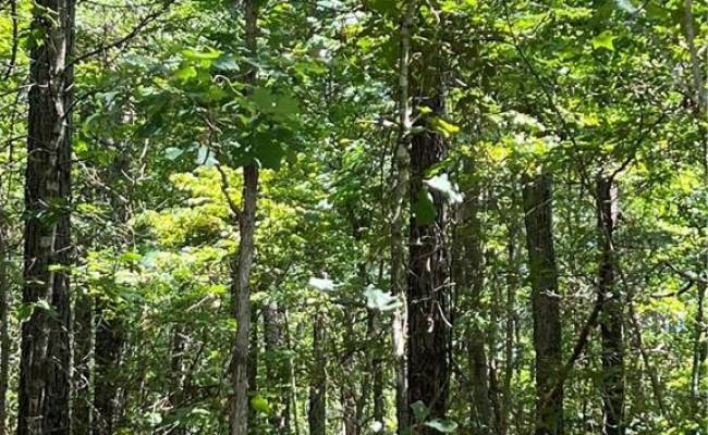 7.5ac Loco School (Lot 3) Road, Sussex County, VA 23882