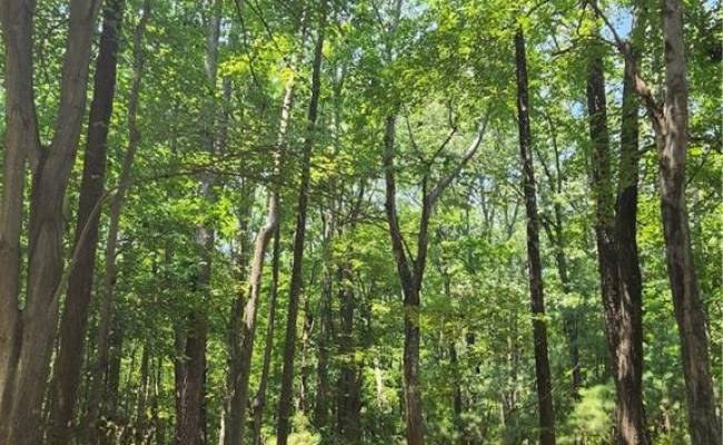 6.3 AC Harris Creek Road, Hampton, VA 23668