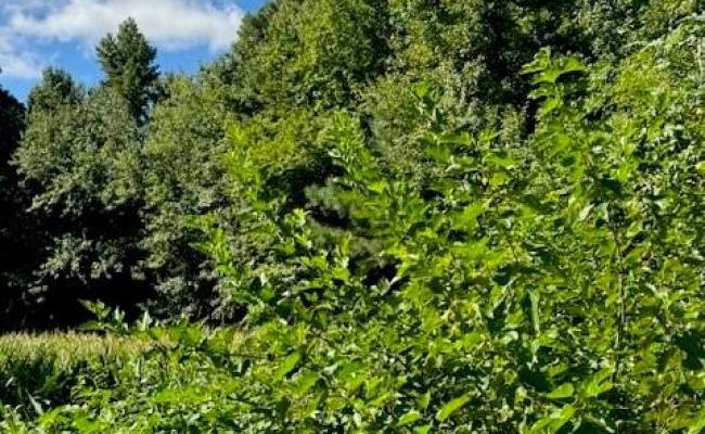 lot NR 15-A-20A Road, Northampton County, VA 23354