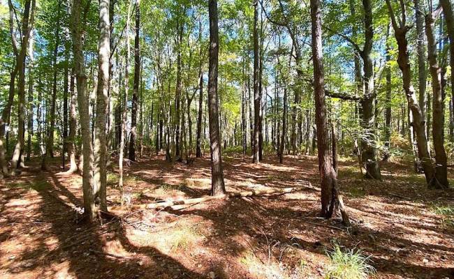 112ac Cattail Road, Accomack County, VA 23409