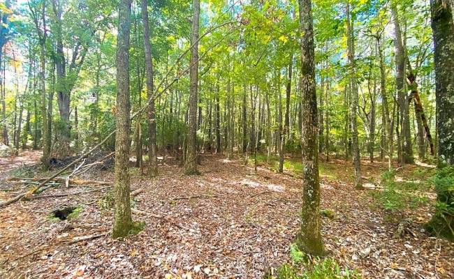 112ac Cattail Road, Accomack County, VA 23409