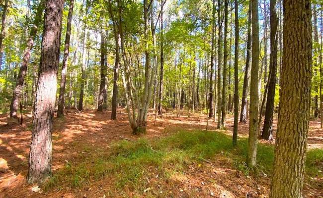 112ac Cattail Road, Accomack County, VA 23409