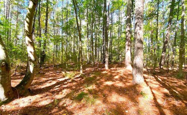 112ac Cattail Road, Accomack County, VA 23409