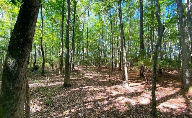 112ac Cattail Road, Accomack County, VA 23409