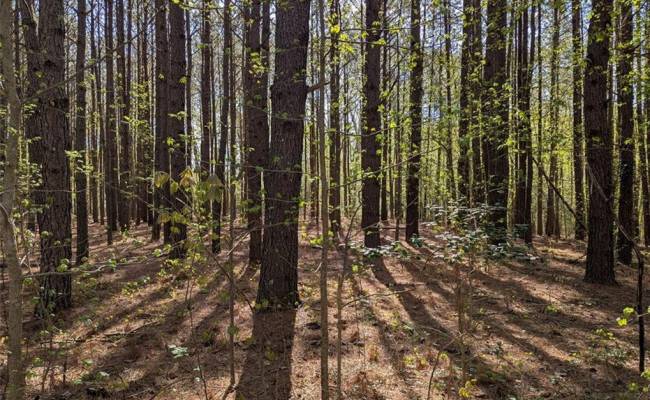 1+AC Silver Ridge Road, Middlesex County, VA 23169