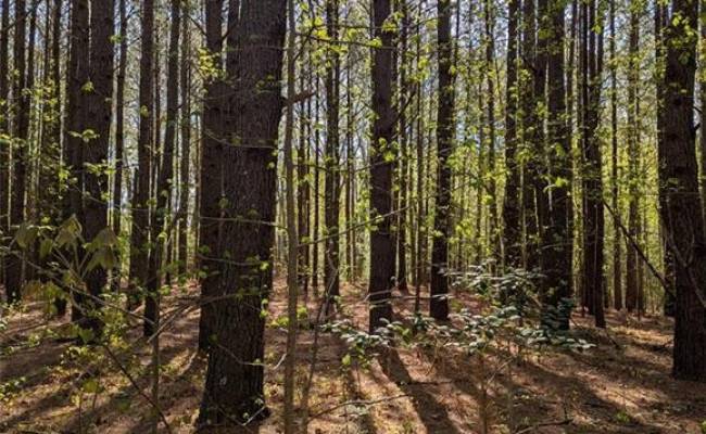 1+AC Silver Ridge Road, Middlesex County, VA 23169