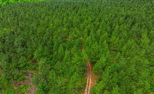 200+AC Western Mill Road, Brunswick County, VA 23868