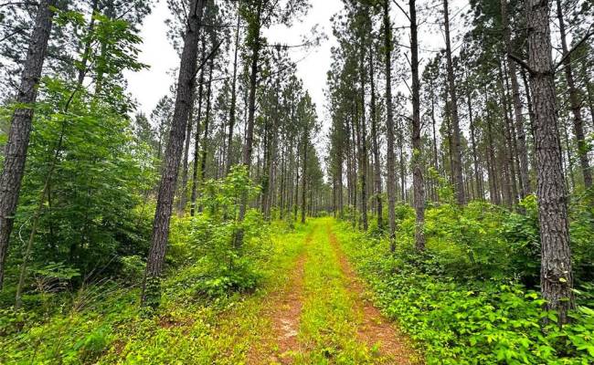200+AC Western Mill Road, Brunswick County, VA 23868