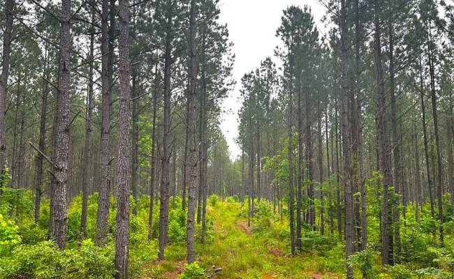 200+AC Western Mill Road, Brunswick County, VA 23868