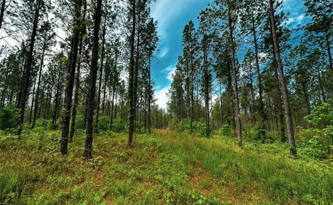 200+AC Western Mill Road, Brunswick County, VA 23868