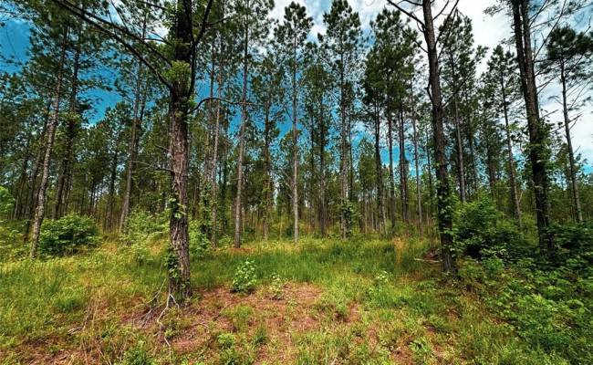 200+AC Western Mill Road, Brunswick County, VA 23868