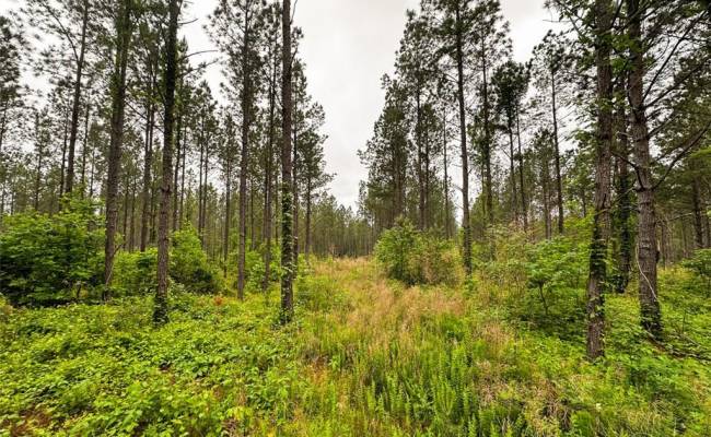 200+AC Western Mill Road, Brunswick County, VA 23868
