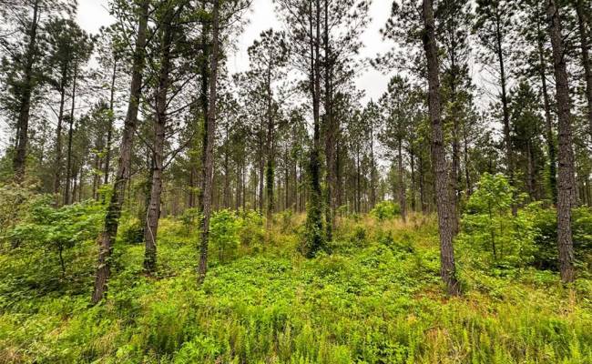 200+AC Western Mill Road, Brunswick County, VA 23868