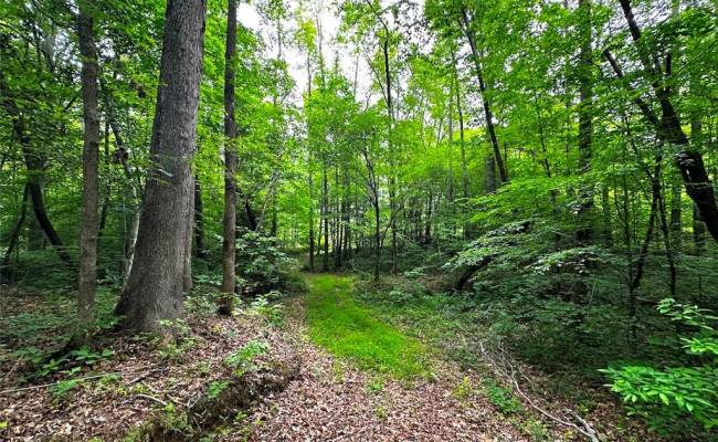 200+AC Western Mill Road, Brunswick County, VA 23868
