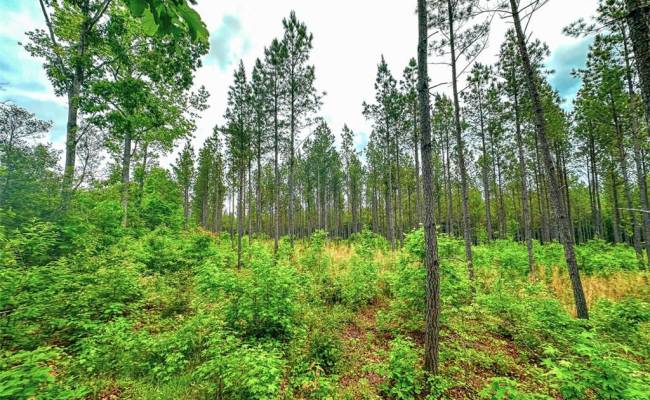 200+AC Western Mill Road, Brunswick County, VA 23868