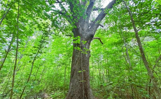 200+AC Western Mill Road, Brunswick County, VA 23868