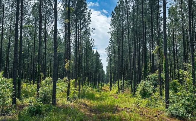 200+AC Western Mill Road, Brunswick County, VA 23868