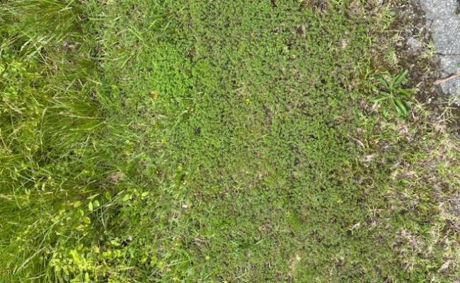 Lot 1 Branch Bridge Street, Southampton County, VA 23828