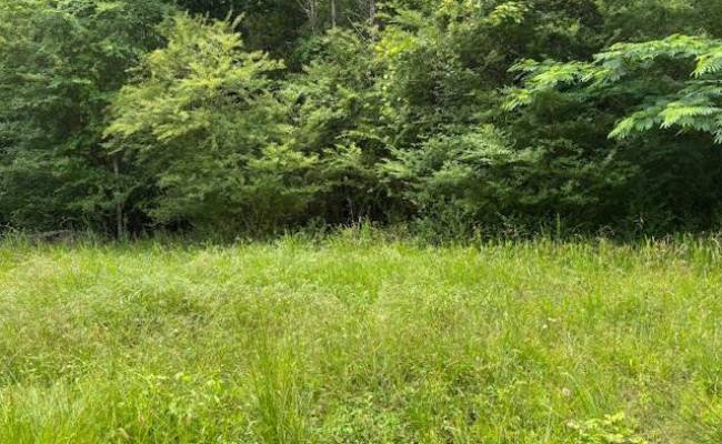 Lot 3 Branch Bridge Street, Southampton County, VA 23828