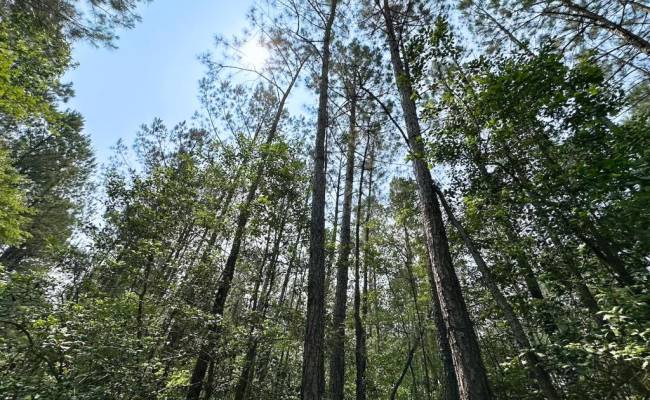 25+AC Lebanon Church Road, Sussex County, VA 23867