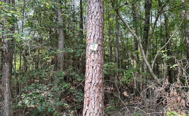 25+AC Lebanon Church Road, Sussex County, VA 23867