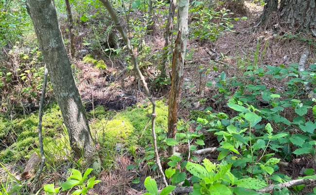 25+AC Lebanon Church Road, Sussex County, VA 23867