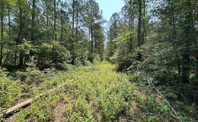 25+AC Lebanon Church Road, Sussex County, VA 23867