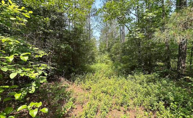 25+AC Lebanon Church Road, Sussex County, VA 23867