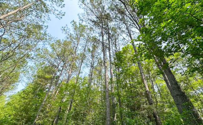 25+AC Lebanon Church Road, Sussex County, VA 23867