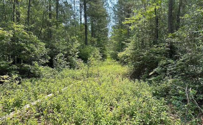 25+AC Lebanon Church Road, Sussex County, VA 23867