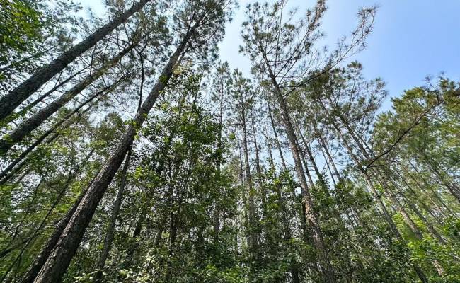 25+AC Lebanon Church Road, Sussex County, VA 23867