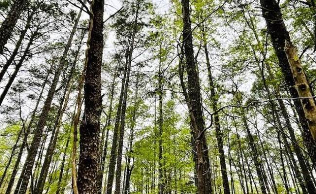 .26 AC Meadowview Lane, Lancaster County, VA 22503