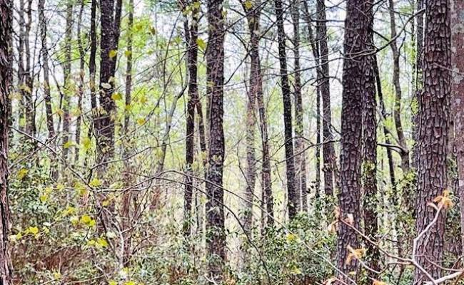 .26 AC Meadowview Lane, Lancaster County, VA 22503