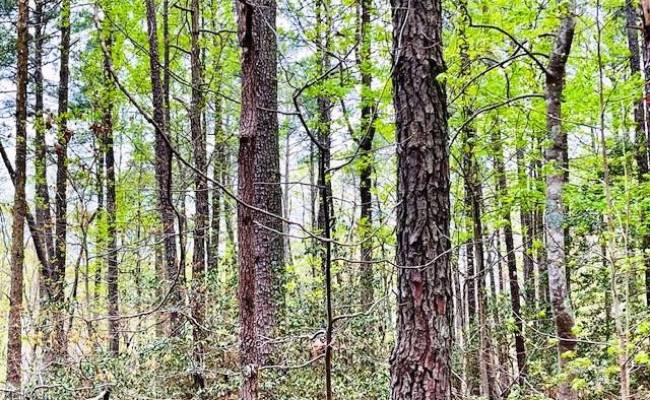 .26 AC Meadowview Lane, Lancaster County, VA 22503