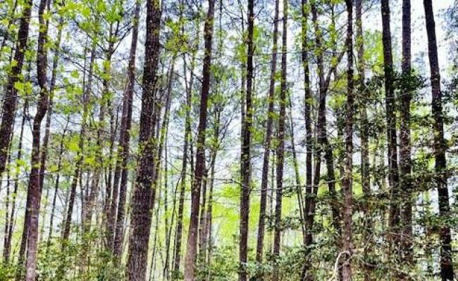 .26 AC Meadowview Lane, Lancaster County, VA 22503