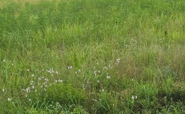 42-14 Chippokes Farm Road, Surry County, VA 23883