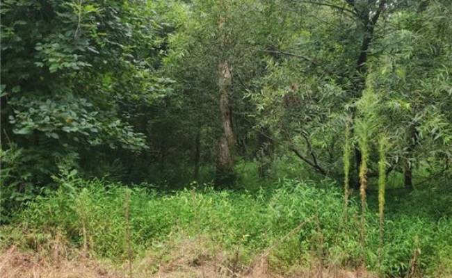 4364 Griffin Lane, Suffolk, VA 23435