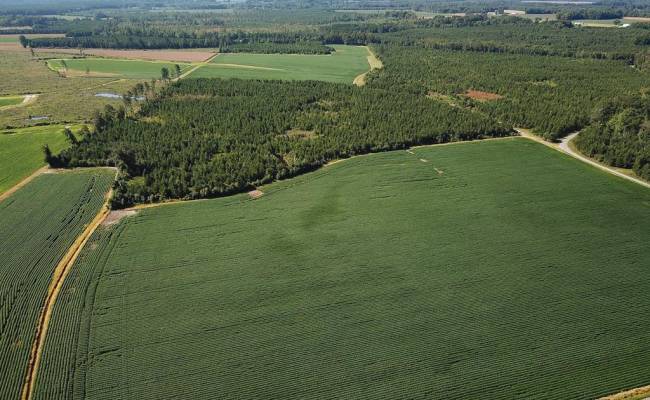132 Acres Beal Road, Southampton County, VA 23874