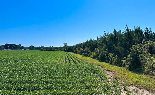 132 Acres Beal Road, Southampton County, VA 23874