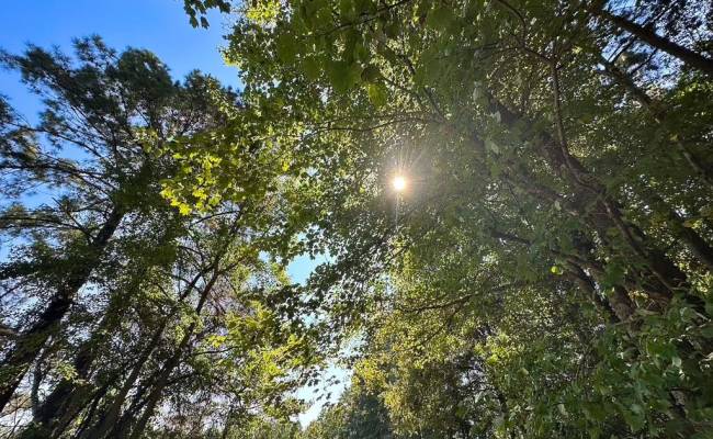 132 Acres Beal Road, Southampton County, VA 23874