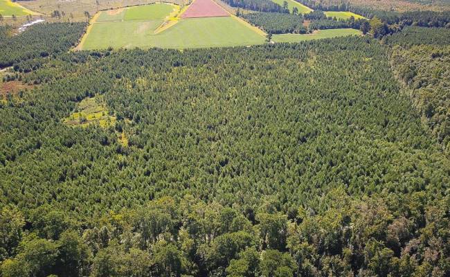 132 Acres Beal Road, Southampton County, VA 23874