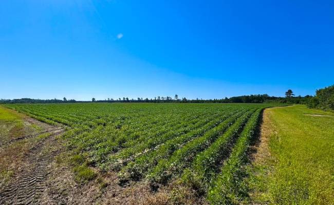 132 Acres Beal Road, Southampton County, VA 23874