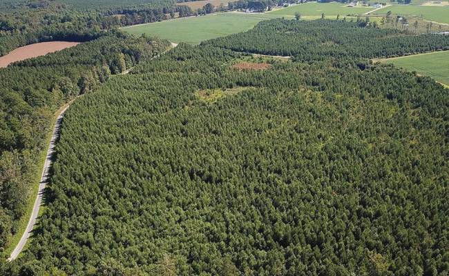 132 Acres Beal Road, Southampton County, VA 23874