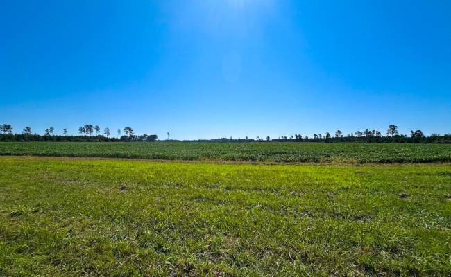 132 Acres Beal Road, Southampton County, VA 23874